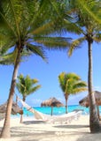 Caribbean beach hammock and palm trees
