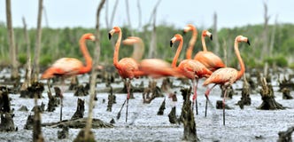 Caribbean Flamingos (Phoenicopterus Ruber Ruber) Royalty Free Stock Photography