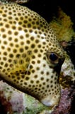 Caribbean Pufferfish Stock Photo Caribbean Pufferfish Stock Photo