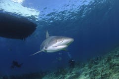 Caribbean Reef Shark Swimming Alone in Open Water of Bahamas stock image Caribbean Reef Shark Swimming Alone in Open Water of Bahamas stock image