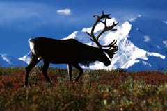 Caribù del toro che cammina davanti al Mt McKinley (tarandus del Rangifer immagini stock libere da diritti Caribù del toro che cammina davanti al Mt McKinley (tarandus del Rangifer immagini stock libere da diritti