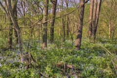 Carley State Park är en landsbygd som är nordvästlig av Rochester, Minnesota med blåklockor i sen vår fotografering för bildbyråer Carley State Park är en landsbygd som är nordvästlig av Rochester, Minnesota med blåklockor i sen vår fotografering för bildbyråer