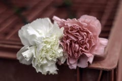 Carnations Royalty Free Stock Image Carnations Royalty Free Stock Image