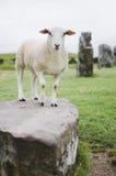 Carneiros em Avebury imagem de stock Carneiros em Avebury imagem de stock