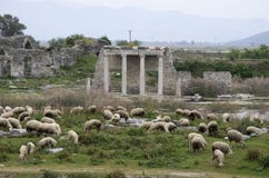Carneiros que pastam na frente de Apollon Temple na cidade antiga de Miletus, Turquia imagem de stock royalty free Carneiros que pastam na frente de Apollon Temple na cidade antiga de Miletus, Turquia imagem de stock royalty free