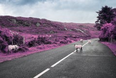 Carneiros roxos surreais que pastam na estrada em ireland fotografia de stock Carneiros roxos surreais que pastam na estrada em ireland fotografia de stock