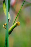 carnivorous kannaväxt Albomarginata för Nepenthe ` s i regnskogen på den Bako nationalparken sarawak städer malaysia royaltyfria foton carnivorous kannaväxt Albomarginata för Nepenthe ` s i regnskogen på den Bako nationalparken sarawak städer malaysia royaltyfria foton