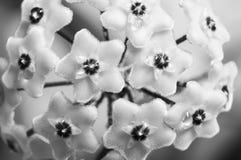 Carnosa di Hoya in bianco e nero fotografie stock Carnosa di Hoya in bianco e nero fotografie stock