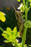 Carolina Grasshopper en la planta, comiendo las hojas imagenes de archivo Carolina Grasshopper en la planta, comiendo las hojas imagenes de archivo