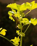 Carolina Grasshopper sur l'usine, mangeant des feuilles photographie stock libre de droits Carolina Grasshopper sur l'usine, mangeant des feuilles photographie stock libre de droits