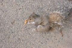 Carolinensis del este de Grey Squirrel Sciurus que come una nuez imagen de archivo libre de regalías Carolinensis del este de Grey Squirrel Sciurus que come una nuez imagen de archivo libre de regalías