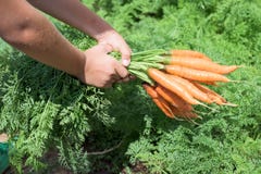 Carottes dans le potager images stock Carottes dans le potager images stock