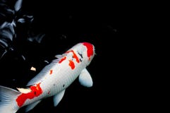Carpa japonesa de Nishikigoi que nada debajo del agua imagen de archivo libre de regalías Carpa japonesa de Nishikigoi que nada debajo del agua imagen de archivo libre de regalías
