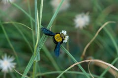 Carpenter bee on a flower stock photo Carpenter bee on a flower stock photo