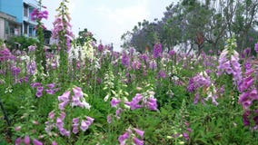 The carpet of foxglove flowers blooms in the ecological garden