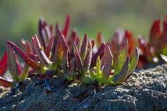 Carpobrotus, pigface, planta de hielo, higo amargo foto de archivo libre de regalías Carpobrotus, pigface, planta de hielo, higo amargo foto de archivo libre de regalías
