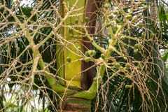 Carpoxykumpalm of Aneityum-Palm, Carpoxylon-macrospermum, palm royalty-vrije stock foto's Carpoxykumpalm of Aneityum-Palm, Carpoxylon-macrospermum, palm royalty-vrije stock foto's