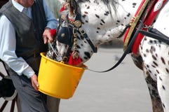 Carriage Horse Watering Stock Images