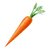 Carrot Royalty Free Stock Photos Carrot Royalty Free Stock Photos