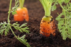 Carrots growing in the soil,