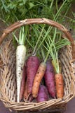 Carrots In A Basket. Stock Image