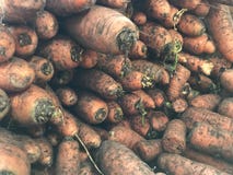 Carrots in large quantities in the store abstract background stock images Carrots in large quantities in the store abstract background stock images