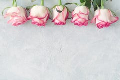 Carta floreale, struttura floreale con le rose rosa e bianche Fotografie Stock Libere da Diritti