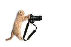 Carte de concept de photographe Chat mignon avec la caméra prenant une photo d'isolement sur le fond blanc Jour de photographie d photo stock Carte de concept de photographe Chat mignon avec la caméra prenant une photo d'isolement sur le fond blanc Jour de photographie d photo stock