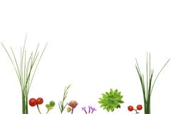 Carte postale naturellement décorée avec l'herbe, usines, fleurs, baies d'isolement sur le fond blanc, et avec l'espace libre images stock Carte postale naturellement décorée avec l'herbe, usines, fleurs, baies d'isolement sur le fond blanc, et avec l'espace libre images stock