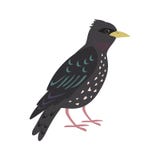 Download Cartoon Starling On White Background Stock Vector - Illustration of fauna, starling: 124941196