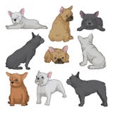 Cartoon vector set of boston terrier puppies in different poses. Small domestic dog with wrinkled muzzle and smooth coat royalty free illustration Cartoon vector set of boston terrier puppies in different poses. Small domestic dog with wrinkled muzzle and smooth coat royalty free illustration
