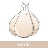 Garlic Cartoon Royalty Free Stock Photography - Image: 33258737