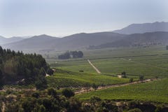 Casablanca Wine Valley Chile royalty free stock photo Casablanca Wine Valley Chile royalty free stock photo