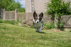 Casaco de l? do Corgi de Gal?s tricolor com os pontos rajados, correndo no jardim fotografia de stock Casaco de l? do Corgi de Gal?s tricolor com os pontos rajados, correndo no jardim fotografia de stock