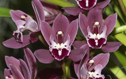 Cymbidium Fairy Rouge Lavender Falls Orchid royalty free stock photos Cymbidium Fairy Rouge Lavender Falls Orchid royalty free stock photos