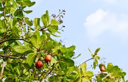 Cashew nut on the tree