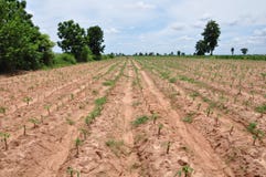 Cassava Field Stock Images Cassava Field Stock Images