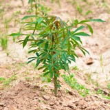 Cassava Plant In The Field Stock Photo