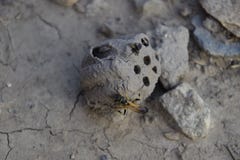 Cassez le nid d'un frelon de l'argile image libre de droits Cassez le nid d'un frelon de l'argile image libre de droits