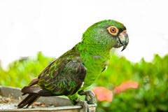 A castanha fronteou o macaw foto de stock A castanha fronteou o macaw foto de stock