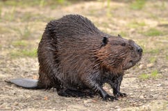 Castoro nordamericano su terra