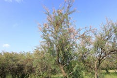 The casuarina forest in grassland, adobe rgb stock images The casuarina forest in grassland, adobe rgb stock images