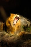CAT 0048 Huge Lion Roar Royalty Free Stock Photo