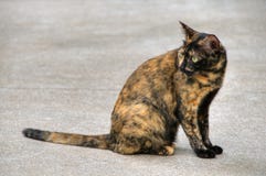 Cat stock image Cat stock image