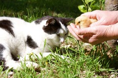 Cat And Baby Chick Stock Images