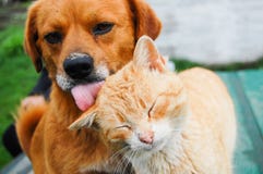 Cat And Dog Stock Images Cat And Dog Stock Images