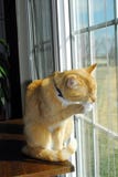 Cat At Window Royalty Free Stock Photos