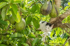 Cat In Avocado Tree fotografia de stock Cat In Avocado Tree fotografia de stock