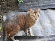 Cat on the background of the rural natural environment on a summer day stock photography Cat on the background of the rural natural environment on a summer day stock photography