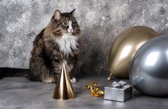Cat with balloons and gift box with party hat on gray background. Birthday celebration concept